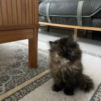 بچه گربه ۳ ماهه|گربه|قزوین, |دیوار