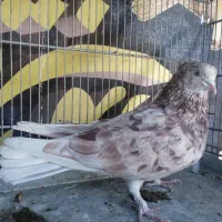 کفتر کلکسیونی|پرنده|قم, سالاریه|دیوار