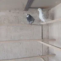 کبوتر حسابی