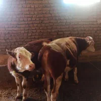 گوساله‌هر‌تخمی