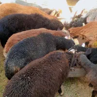 بره نر جنسدار