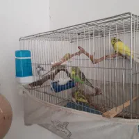 عروس ههلندی و مرغ عشق|پرنده|بیرجند, |دیوار