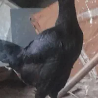 تعدادی مرغ وخر وس لاری اصل وجوان|حیوانات مزرعه|مشهد, یوسفیه (شهرک غرب)|دیوار