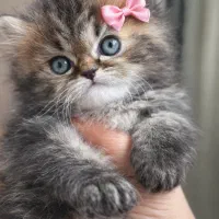 کوچولو های خرسی