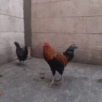 خروس چهل تاج ۴۰ تاج رسمی خونگی