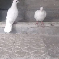 سلام جفت سفید کاکلی چشم قرمز|پرنده|تهران, مشیریه|دیوار