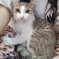 گربه ماده دو ماهه