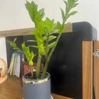 استخدام اپراتور لیزربا گواهی ایمنی لیزر پاره وقت