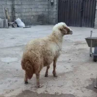 قوچ سنجابی جوان
