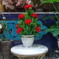 گل و گلدان شمشاد پرکار و پربرگ مدل داودی