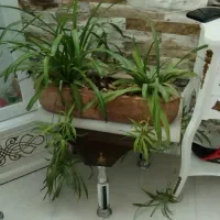 گل و گلدان|گل و گیاه طبیعی|تربتحیدریه, رضاشهر|دیوار