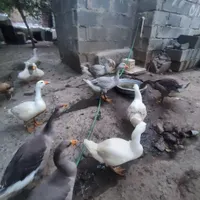 غاز 100روزه