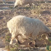 میش عراقی شکم اول و دوم|حیوانات مزرعه|بهمن صغاد, |دیوار