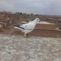 کفتر|پرنده|اسفراین, |دیوار