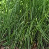 فروش بیده خوراک گوسفند