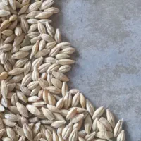 جو و گاه گندم