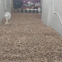 فروش گردو بدون پوست کاغذی