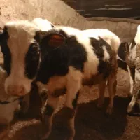 دوعددگوساله‌ نروماده