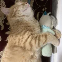 گربه میکس دی اس اچ و اسکاتیش|گربه|گرگان, |دیوار