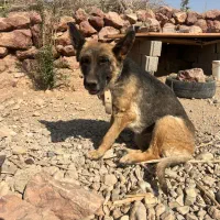 واگذاری سگ ژرمن