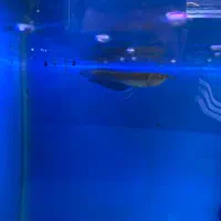 اروانا سیلور ۱۵سانت