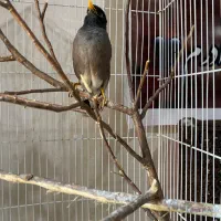 مرغ مینا سخنگو|پرنده|شیراز, پانصد دستگاه ارتش|دیوار