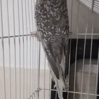 فروش عروس|پرنده|لار, |دیوار