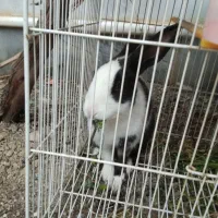 خرگوش خانگی