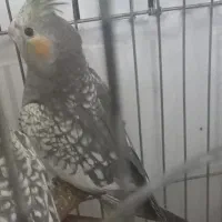 عروس هلندی|پرنده|کهریزک, |دیوار