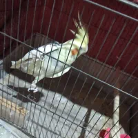 عروس های سالم زیبا کشیده تو پر