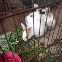 نداشتن جا|موش و خرگوش|سمنان, |دیوار