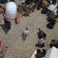 جوجه محلی یکماهه ۱۵۰ تومن