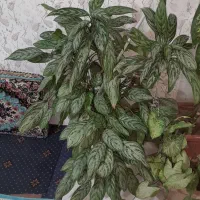 گل،|گل و گیاه طبیعی|سنندج, |دیوار