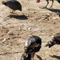 فروش مرغ شاخدار وبوقلمون|حیوانات مزرعه|چرداول, |دیوار