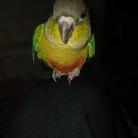 طوطی گمشده