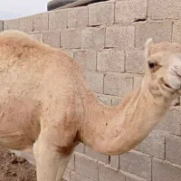 شتر سفید آشتی جوان|حیوانات مزرعه|بندرعباس, |دیوار