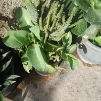 فروش گلهای زیبای آپارتمانی|گل و گیاه طبیعی|آزادشهر, |دیوار