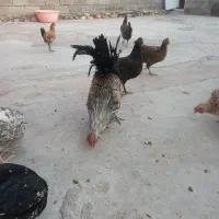 فروش خروس خوشگل و گلین