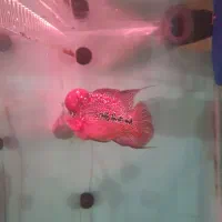 فلاور|ماهی|تهران, تهرانپارس جنوبی|دیوار