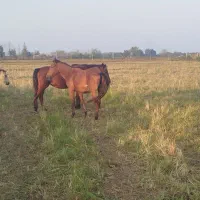 اسب و مادیان