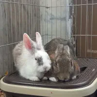 خرگوش خانگی