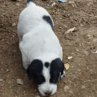 توله شکاری|سگ|مینودشت, |دیوار