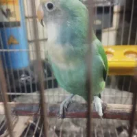 طوطی برزیلی ماده