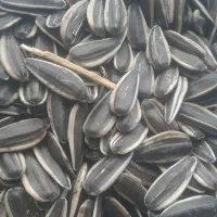 تخمه کانادای|خوردنی و آشامیدنی|موچش, |دیوار