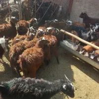 کهره خوشکل|حیوانات مزرعه|مرودشت, نقش رستم|دیوار