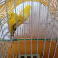 مرغ عشق پروانه هلندی|پرنده|سهند, |دیوار