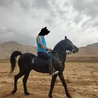 اسب مادیان|اسب و تجهیزات اسب‌سواری|کرمانشاه, |دیوار
