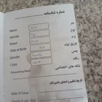 سگ پاکوتاه