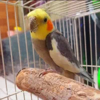 عروس هلندی نر سخنگو