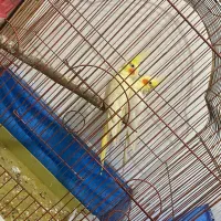 عروس هلندی سخنگو با ۶تا تخم